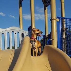 Team Page: Sliding Angels